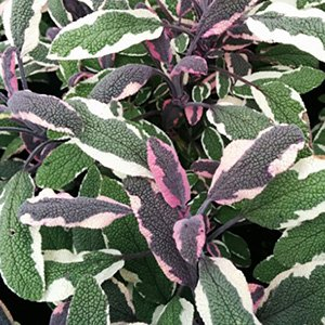 Шалфей лекарственный "Tricolor"