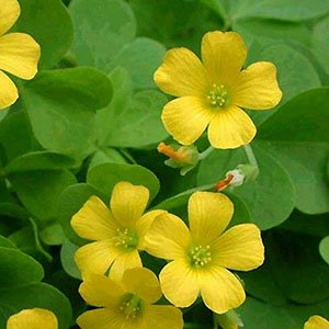 Кислица притупленная "High Yellow"
