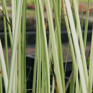 Камыш озерный "Albescens"