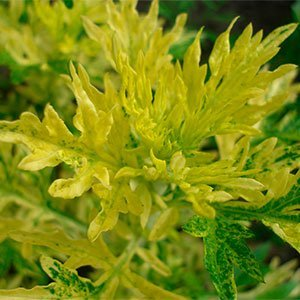Полынь обыкновенная "Aureovariegata"