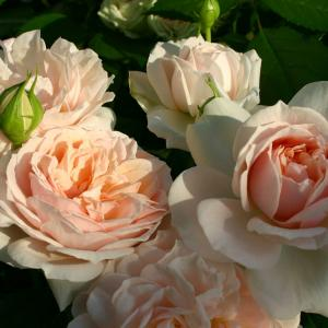Роза "Garden of Roses"