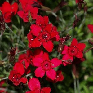 Гвоздика травянка "Confetti Deep Red"