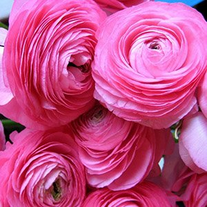 Ранункулюс Rose