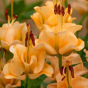Лилия "Apricot Fudge"