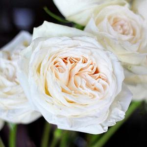 Роза "White O'Hara"