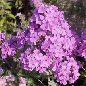 Флокс метельчатый "Hesperis"