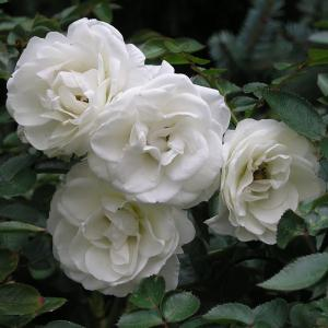 Роза "Waltz"