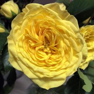 Роза "Lemon Pompon"