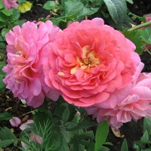 Роза "Christopher Marlowe"