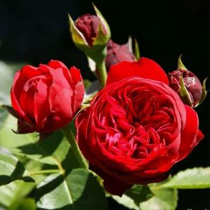 Роза "Red Piano"