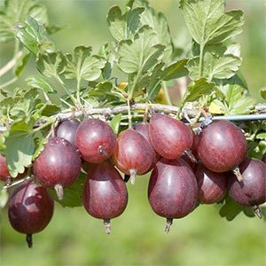 Крыжовник "Олави" (Хиннонмаен пунайнен)