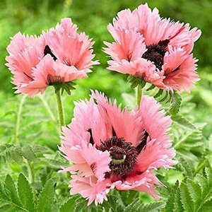 Мак "Pink Ruffles"