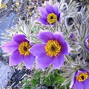 Прострел "Bells Violet"