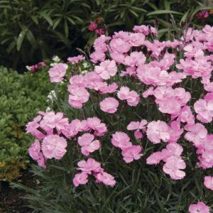 Гвоздика перистая "Dinetta Soft Pink"