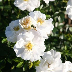 Роза "Bienenwiede Weiss"