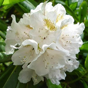 Рододендрон короткоплодный (фори)
