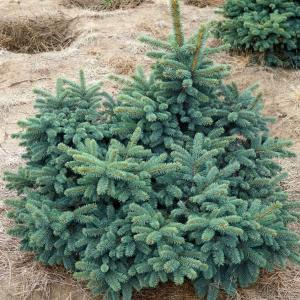 Ель колючая "Waldbrunn"