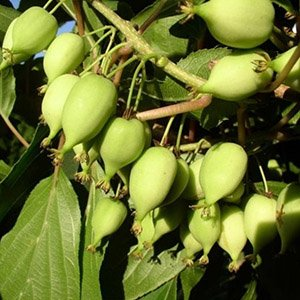Актинидия аргута "Фигурная"