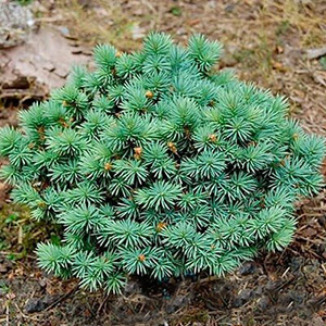 Ель колючая "Sonia"