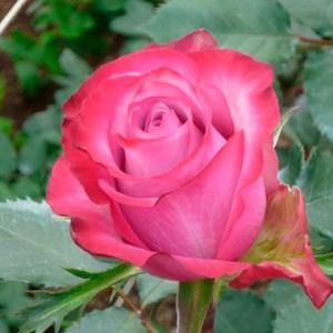 Роза "Deep Purple"
