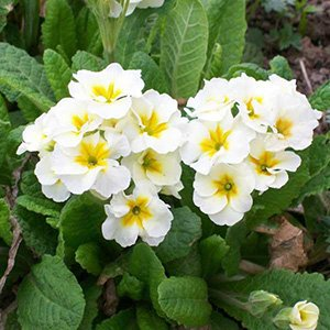 Примула высокая "Crescendo White"