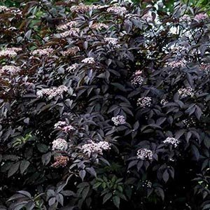 Бузина черная "Purpurea"