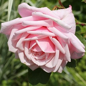 Роза "Blossomtime"