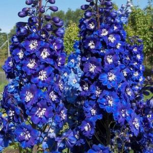 Дельфиниум "Magic Fountains Dark Blue White Bee"