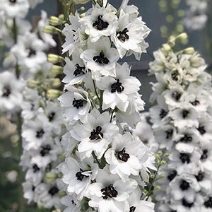Дельфиниум "Magic Fountains White Dark Bee"