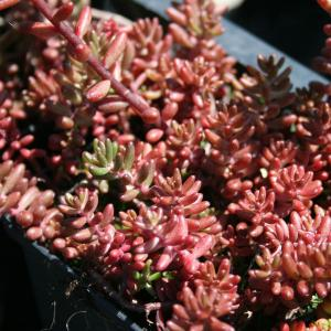 Очиток белый "Atropurpureum"