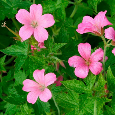 Герань эндерса "Wargrave Pink"