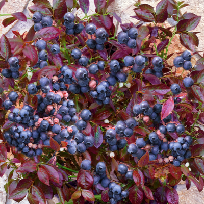 Голубика "Cabernet Splash"
