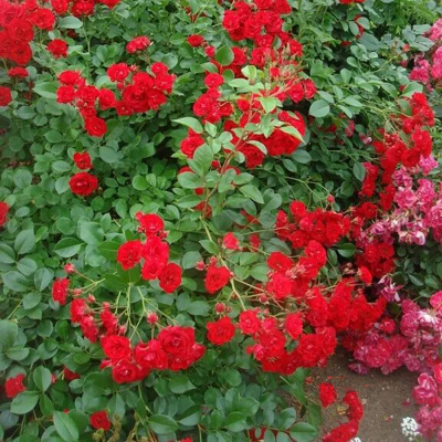 Роза "Scarlet Meillandecor"