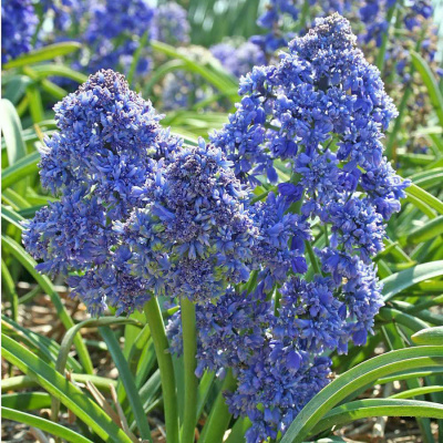 Мускари армянский "Blue Spike"