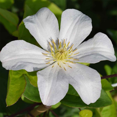Клематис "Huldine"