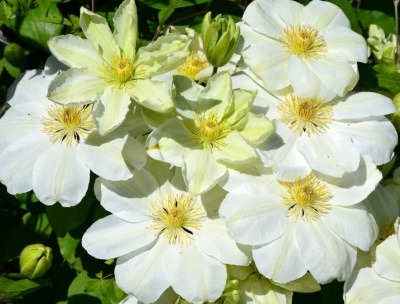 Клематис "Guernsey Cream"