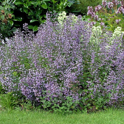 Душевик котовниковый "Marvelette Blue"