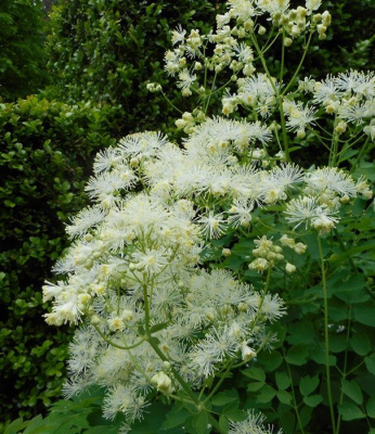 Василистник водосборолистный "Nimbus White"