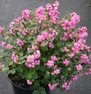 Снежноягодник доренбоза "Magic Berry"