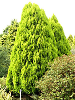 Плосковеточник восточный "Pyramidalis Aurea"