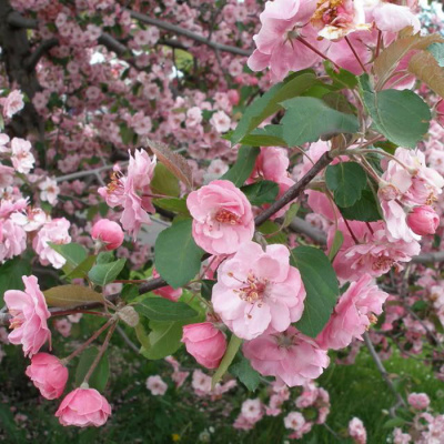 Яблоня "Brandywine"