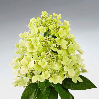 Гортензия метельчатая "Panflora"