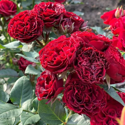 Роза "Black Jack"