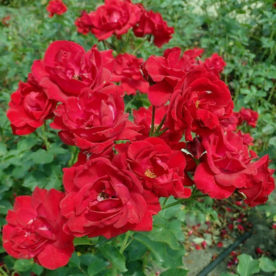 Роза "Nina Weibull"