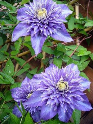 Клематис "Multi Blue"
