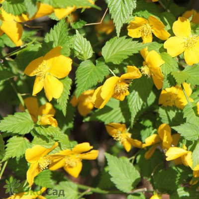 Керрия японская "Golden Guinea"