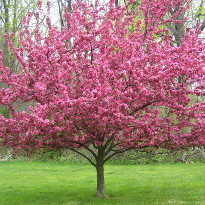 Яблоня "Brandywine"