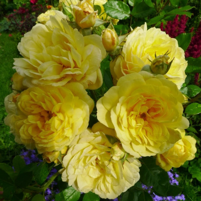 Роза "Anny Duperey"