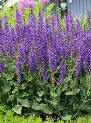 Шалфей дубравный "Violet Blue Queen"