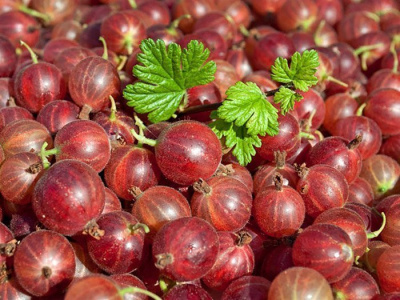 Крыжовник "Hinnonmaki Red"